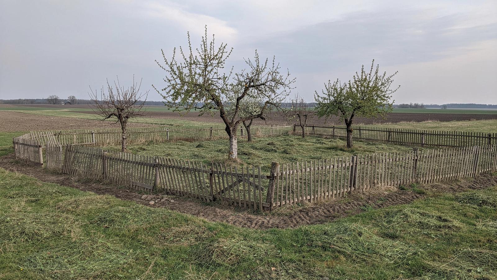 Mown grass parcel with old orchard trees and a low wooden stake fence under overcast light in the Kyiv oblast countryside
